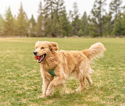 Exceptional Schools The Heart of Danville